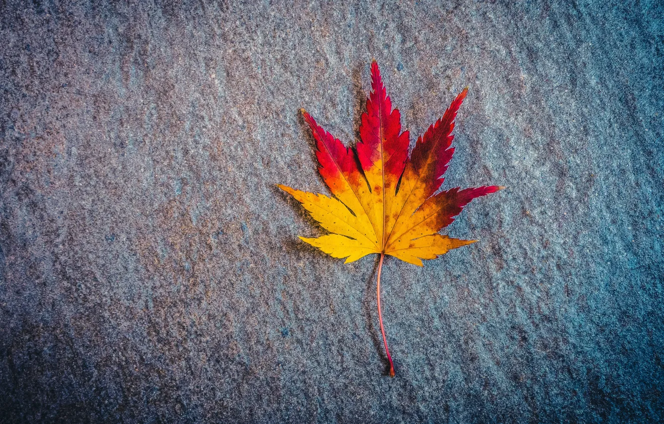 Photo wallpaper autumn, surface, sheet, maple