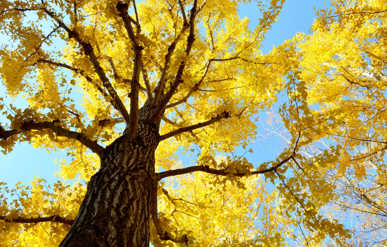Photo wallpaper autumn, the sky, leaves, tree, trunk, crown