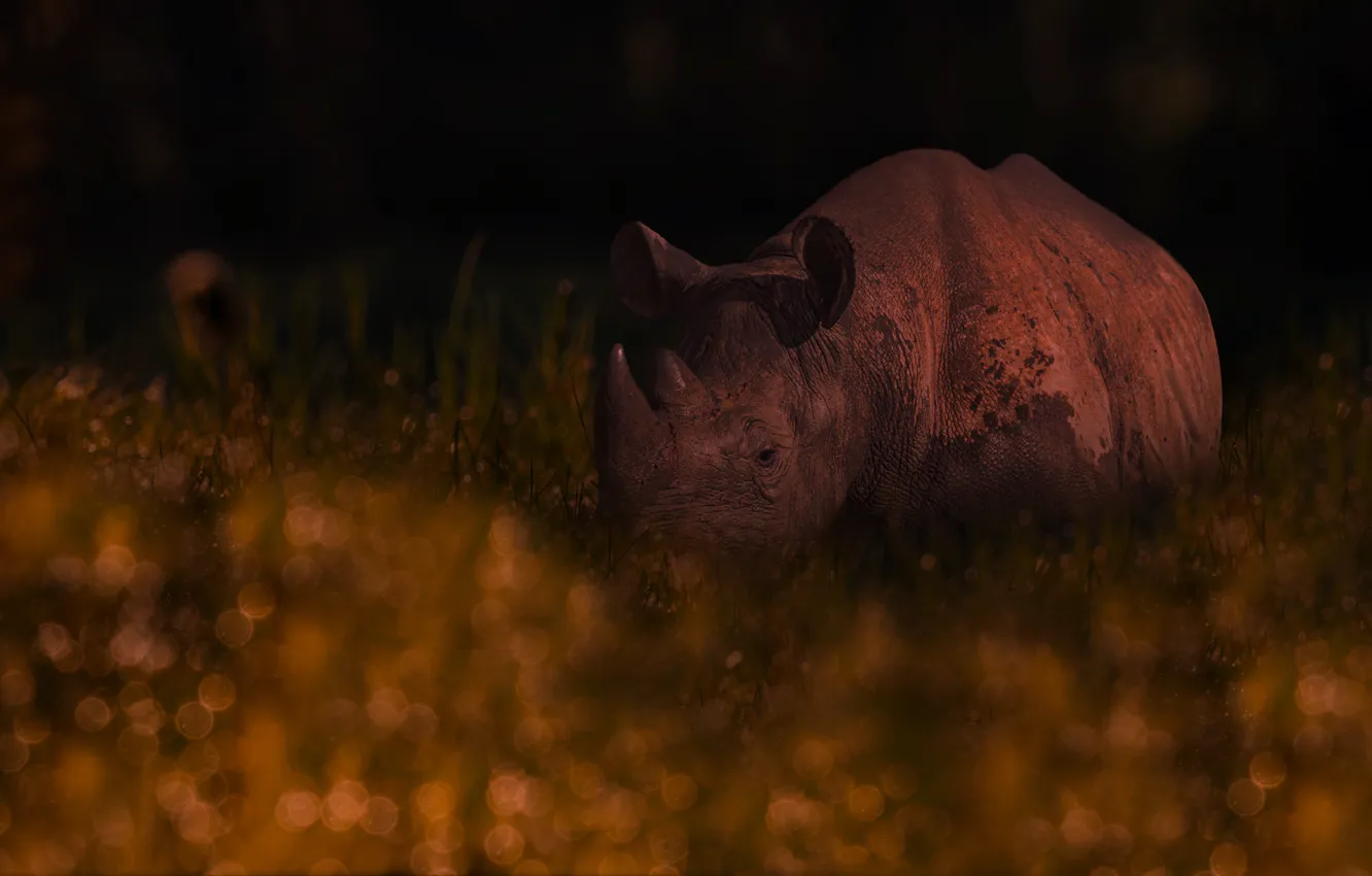 Photo wallpaper nature, the dark background, Rhino, photoart