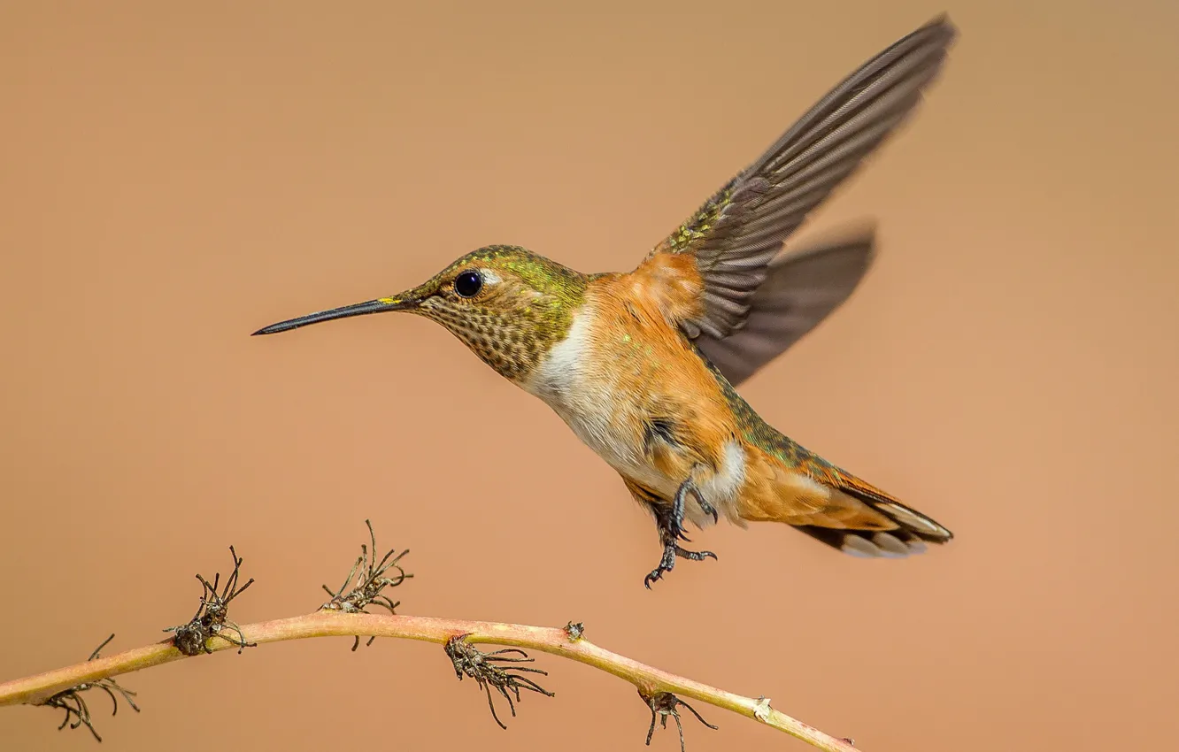 Photo wallpaper bird, wings, beak, Buffy Hummingbird