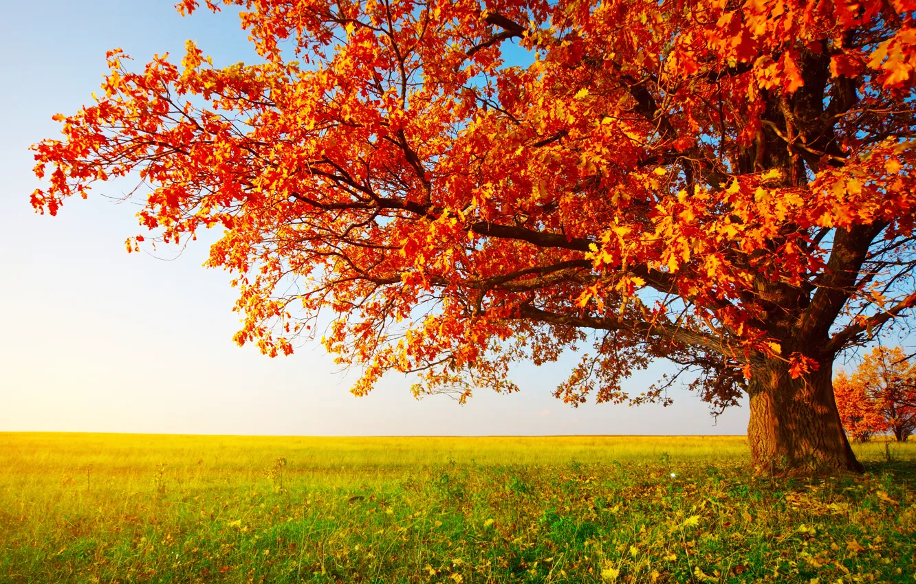 Photo wallpaper field, autumn, grass, leaves, tree