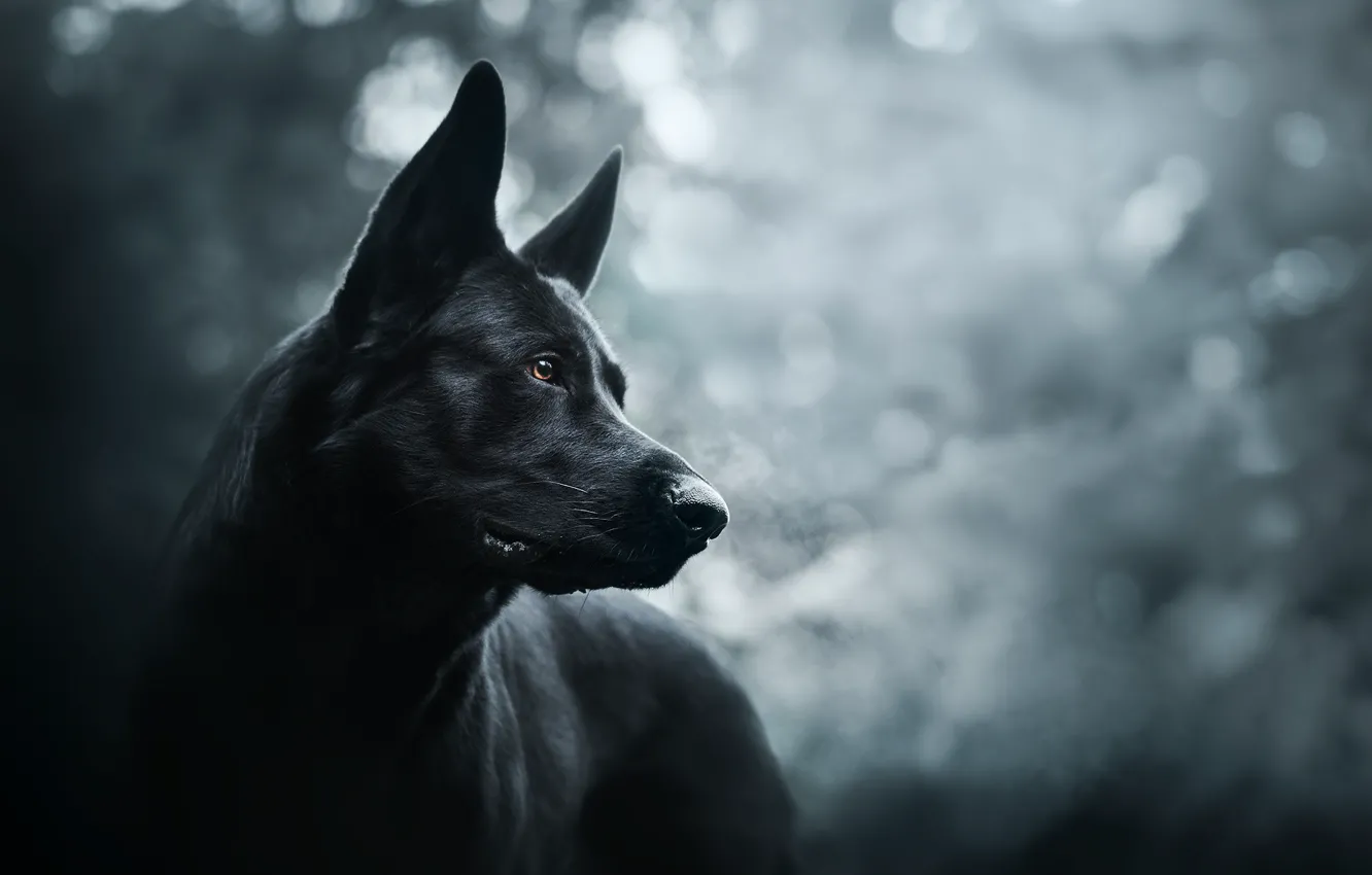 Photo wallpaper each, dog, Prince of darkness