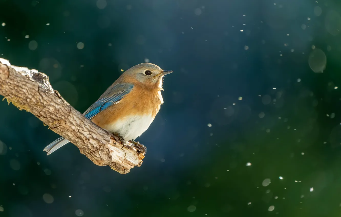 Photo wallpaper winter, snow, branches, the dark background, bird, snowfall, bitches, East sialia