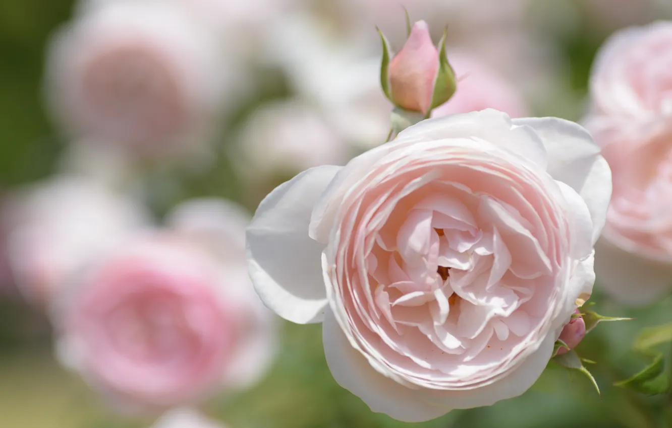 Photo wallpaper tenderness, rose, buds, bokeh
