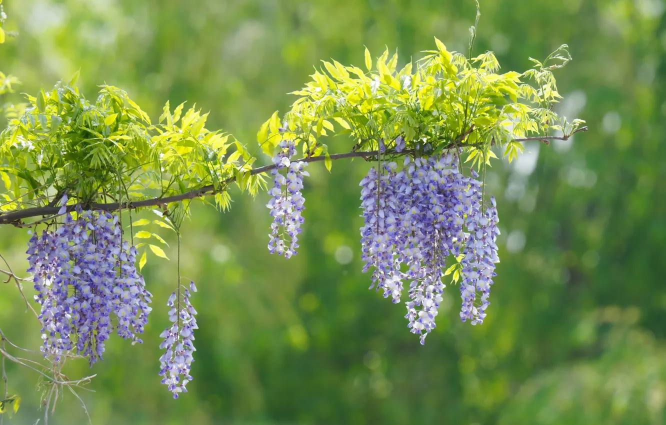 Photo wallpaper branches, flowers, wisteria, Wisteria