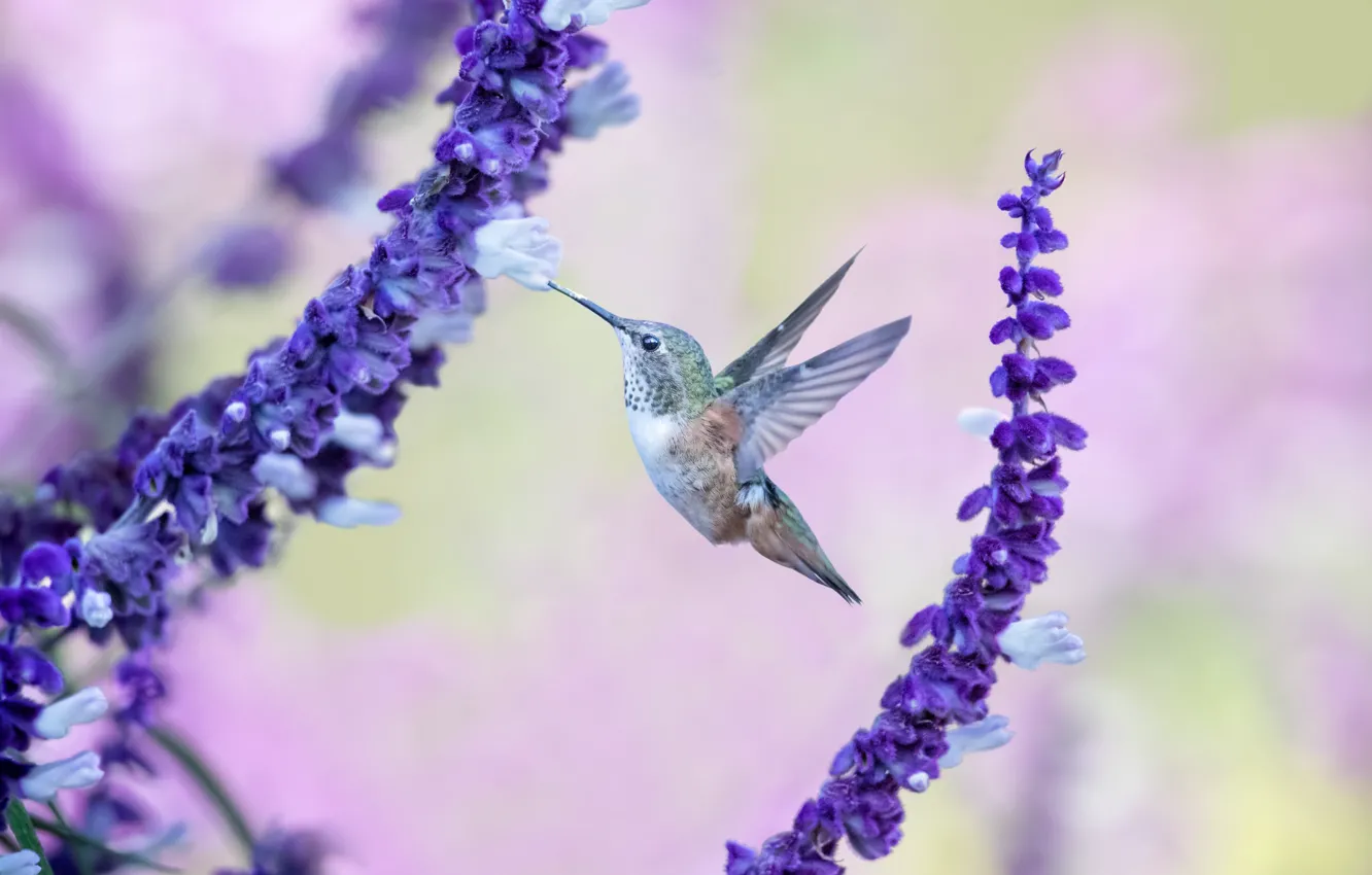 Photo wallpaper flight, flowers, bird, Hummingbird, baby