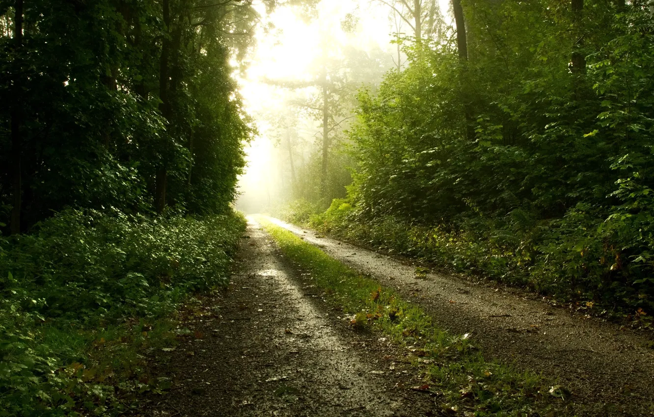 Photo wallpaper road, forest, nature, fog