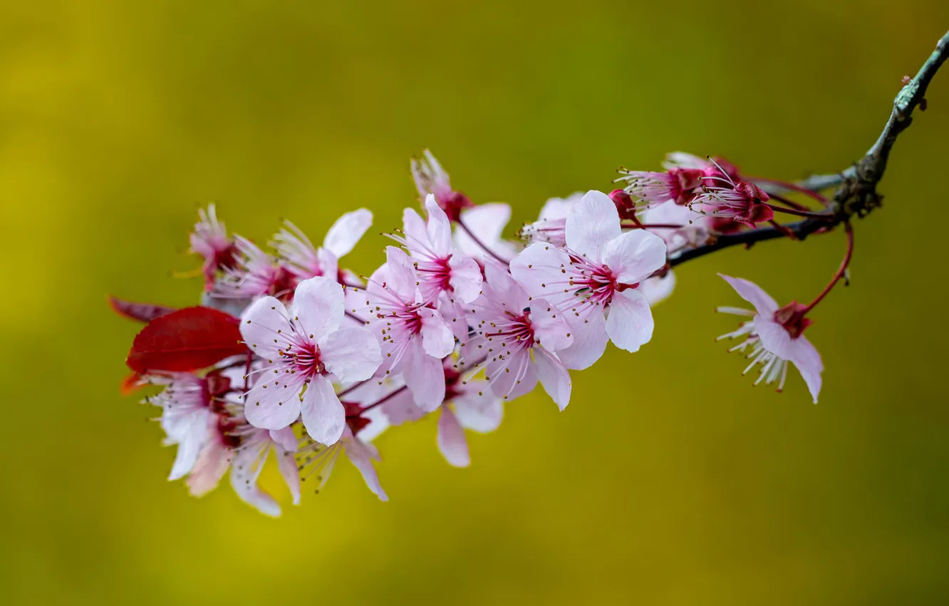 Photo wallpaper flowers, branches, spring, flowering, drain