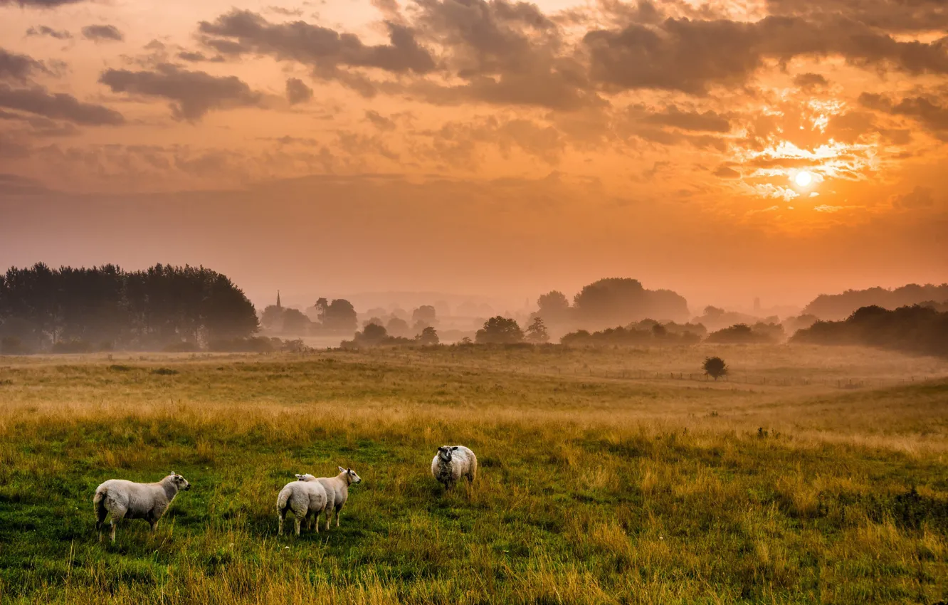Photo wallpaper field, sunset, sheep