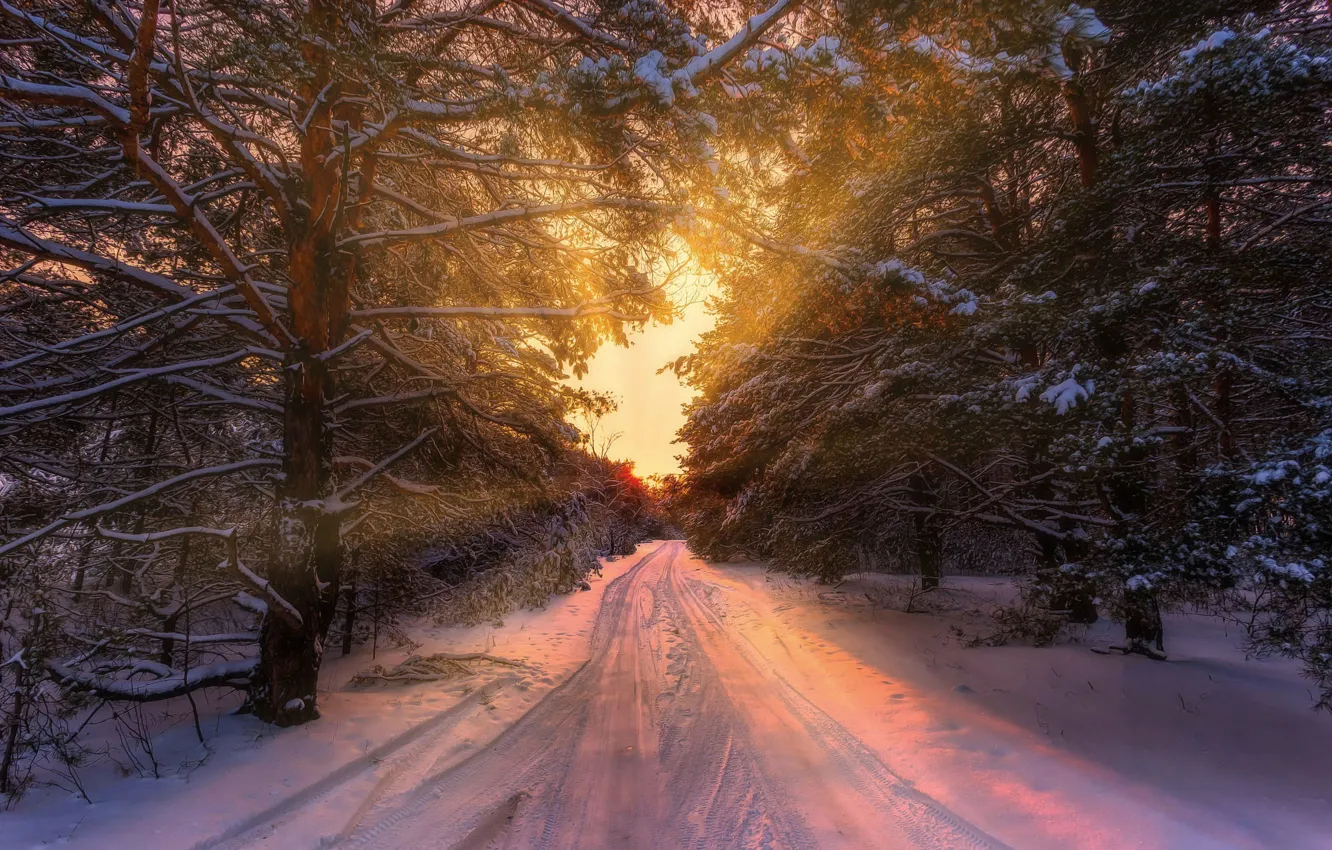 Photo wallpaper winter, road, forest, sunset, Aleksei Malygin