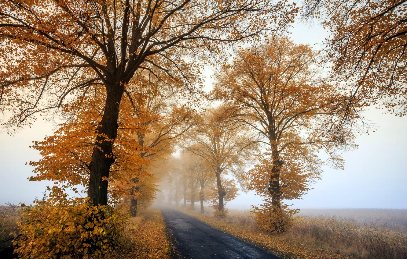Photo wallpaper autumn, morning, foggy