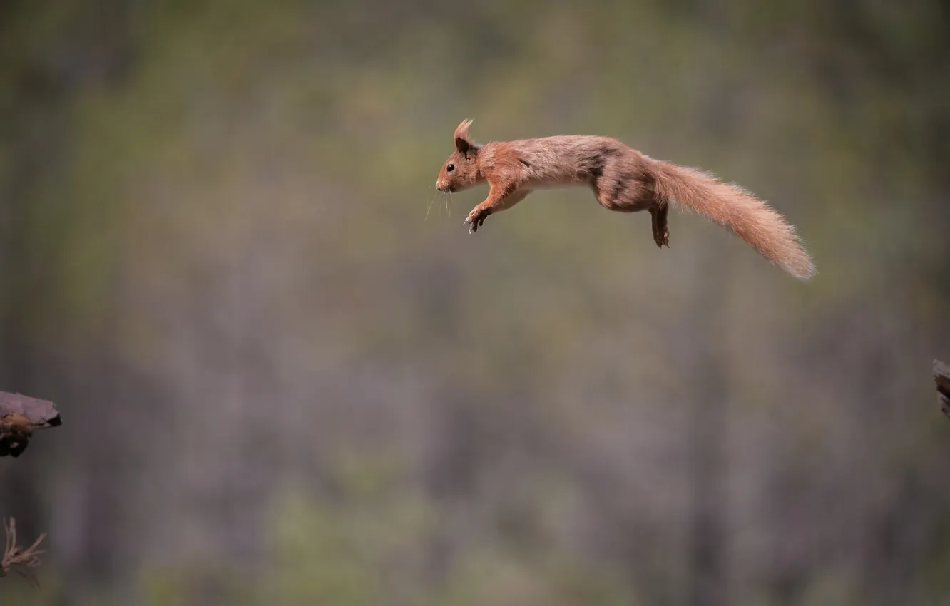 Photo wallpaper flight, jump, protein, red