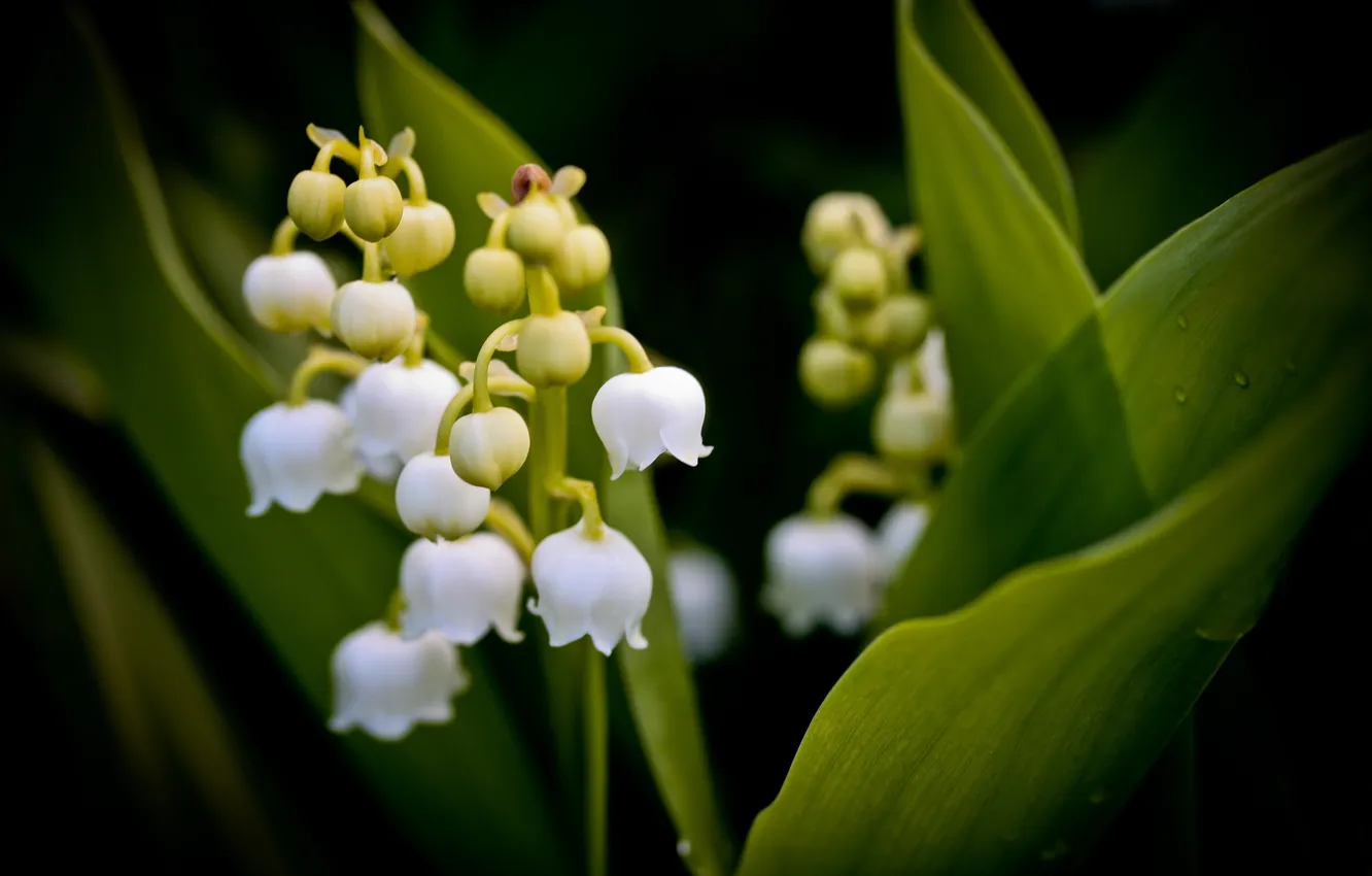 Photo wallpaper flowers, nature, lilies of the valley