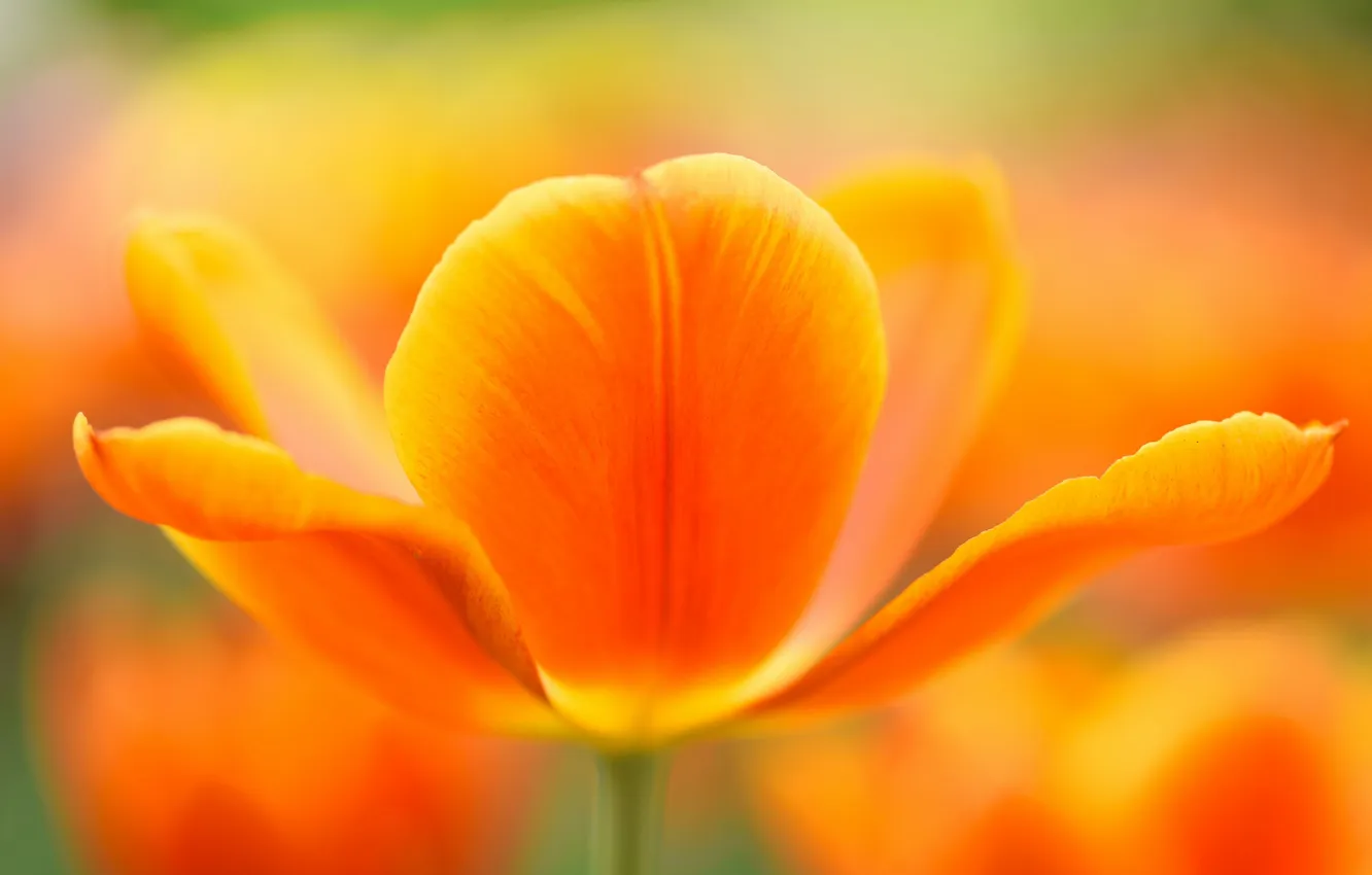 Photo wallpaper flower, Tulip, spring, petals