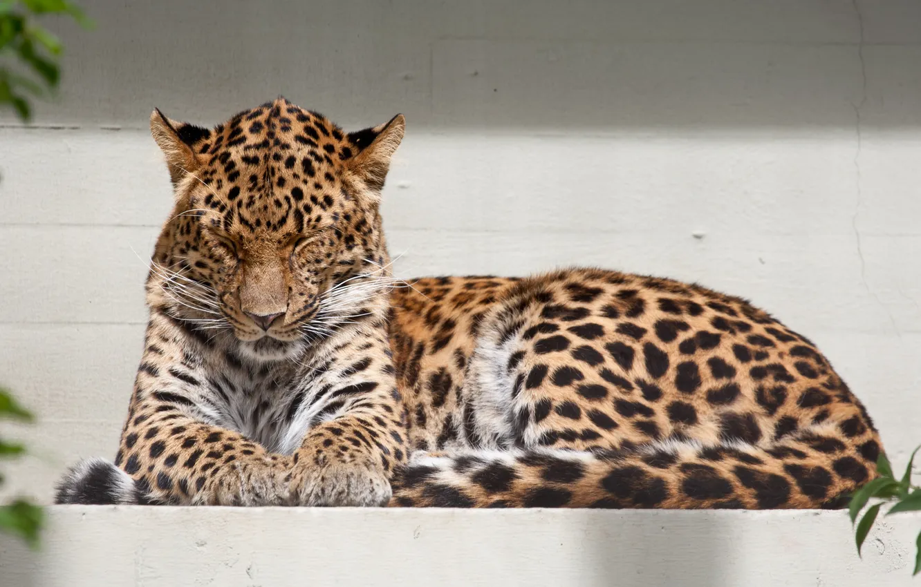 Photo wallpaper cat, leopard, Amur