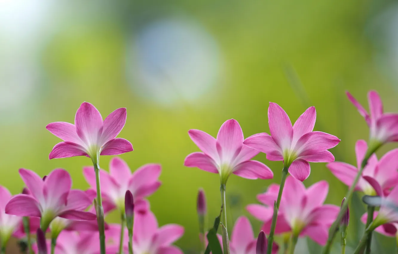 Photo wallpaper field, nature, petals, stem, meadow