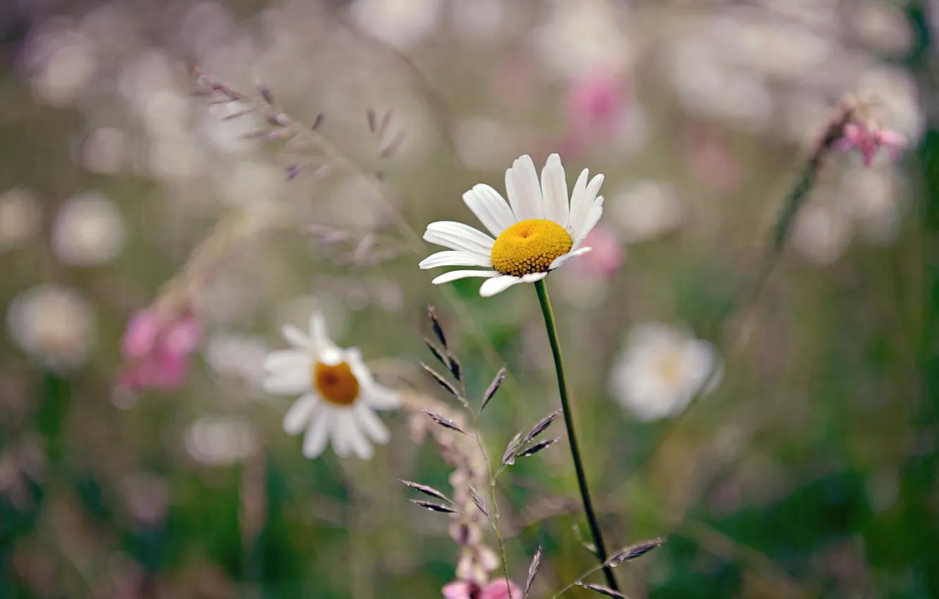 Photo wallpaper field, summer, nature, chamomile