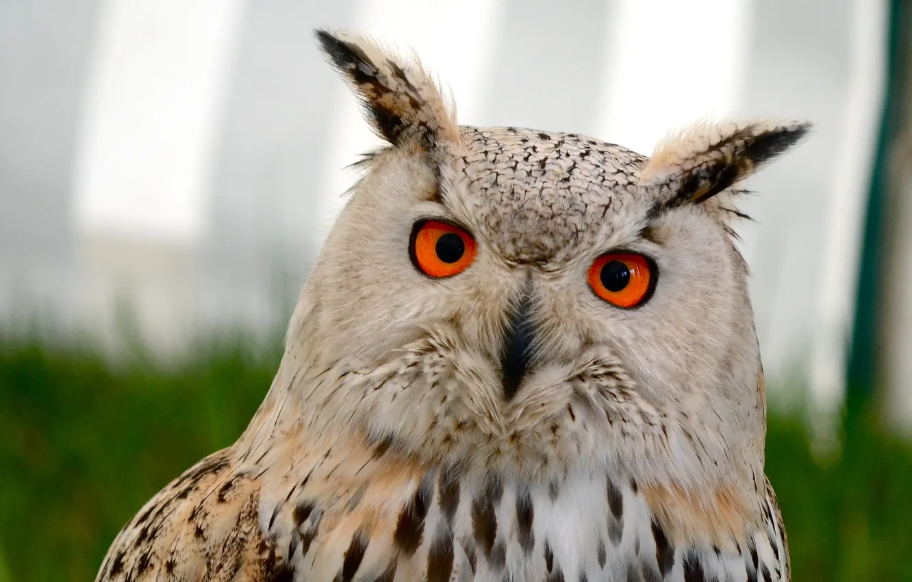 Photo wallpaper eyes, look, owl, bird, ears, tail