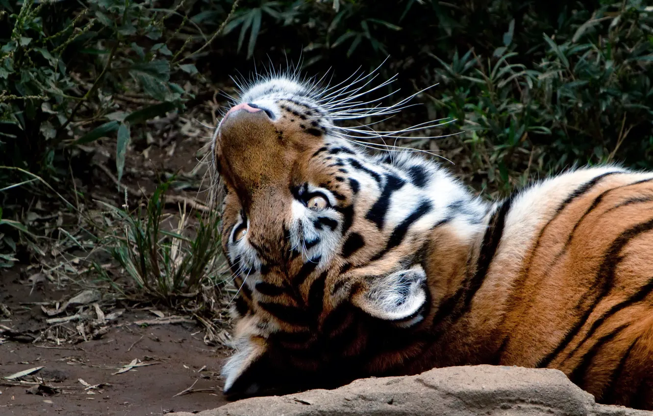 Photo wallpaper cat, look, face, tiger
