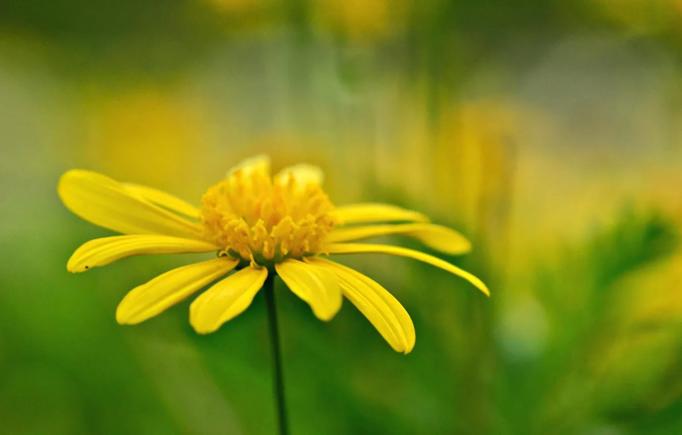 Photo wallpaper flowers, yellow, background, widescreen, Wallpaper, blur, wallpaper, flowers