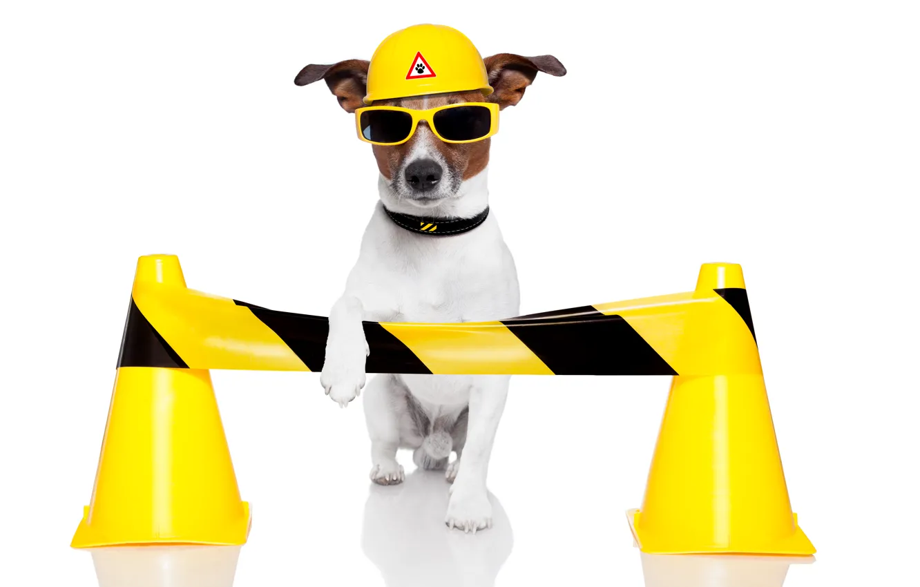Photo wallpaper dog, humor, yellow, glasses, white background, helmet, Jack Russell Terrier, traffic cones