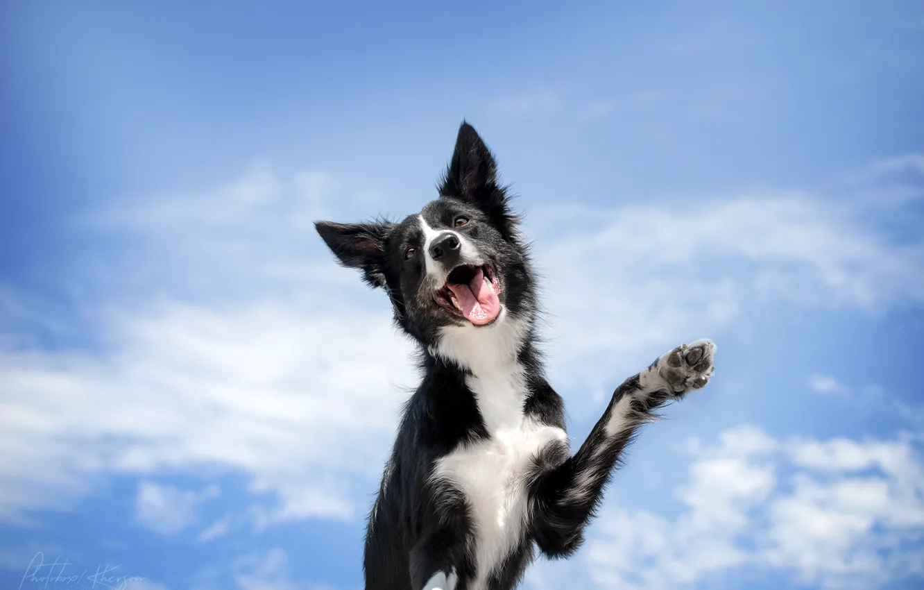 Photo wallpaper the sky, pose, animal, dog, dog, the border collie, Ekaterina Kikot