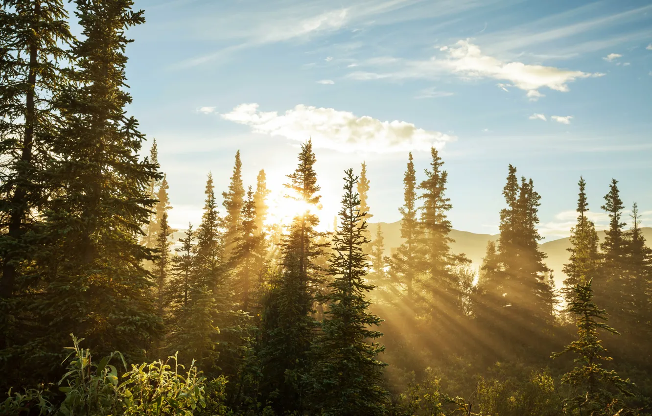 Photo wallpaper forest, trees, ate, the rays of the sun