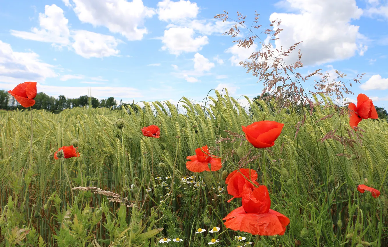 Photo wallpaper field, summer, the sky, flowers, red, rye, Maki, chamomile