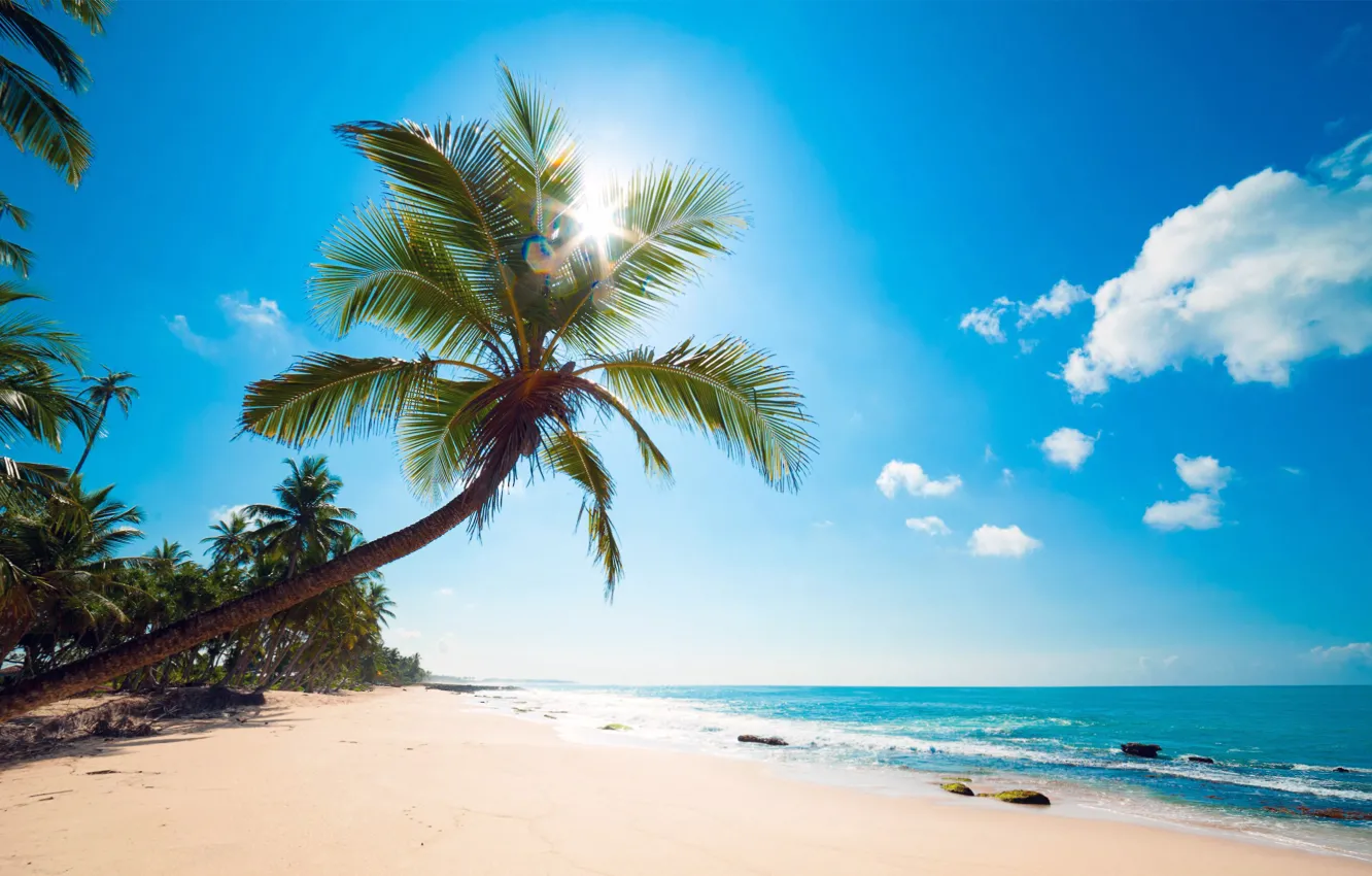 Photo wallpaper beach, tropics, palm trees, the ocean, shore