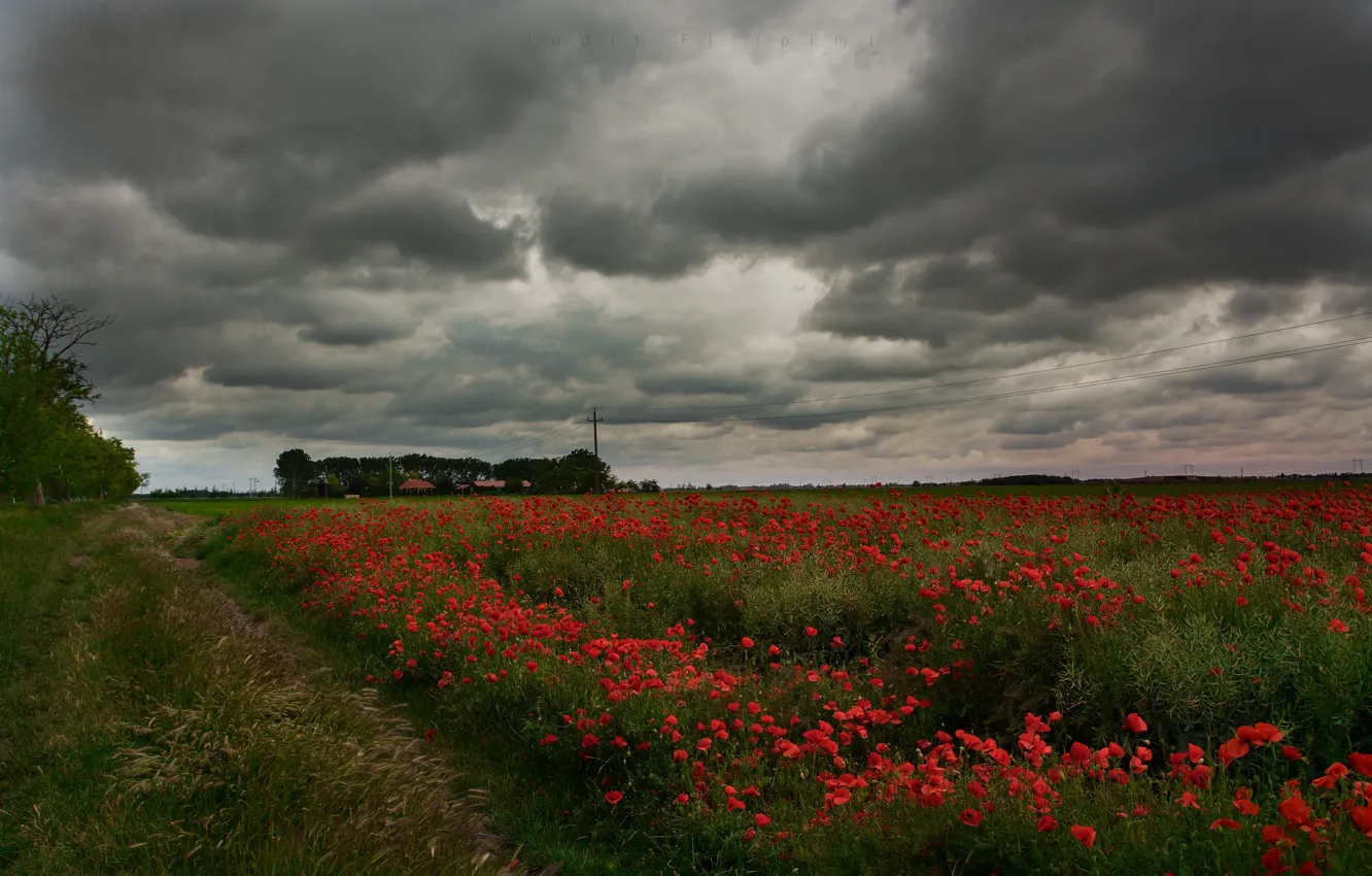 Photo wallpaper road, field, summer, the sky, clouds, trees, flowers, clouds