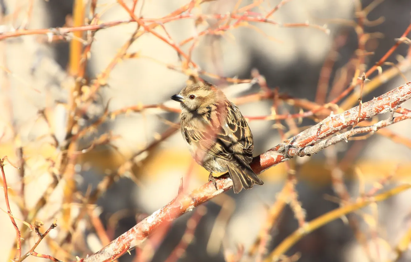 Photo wallpaper nature, background, Sparrow, bird