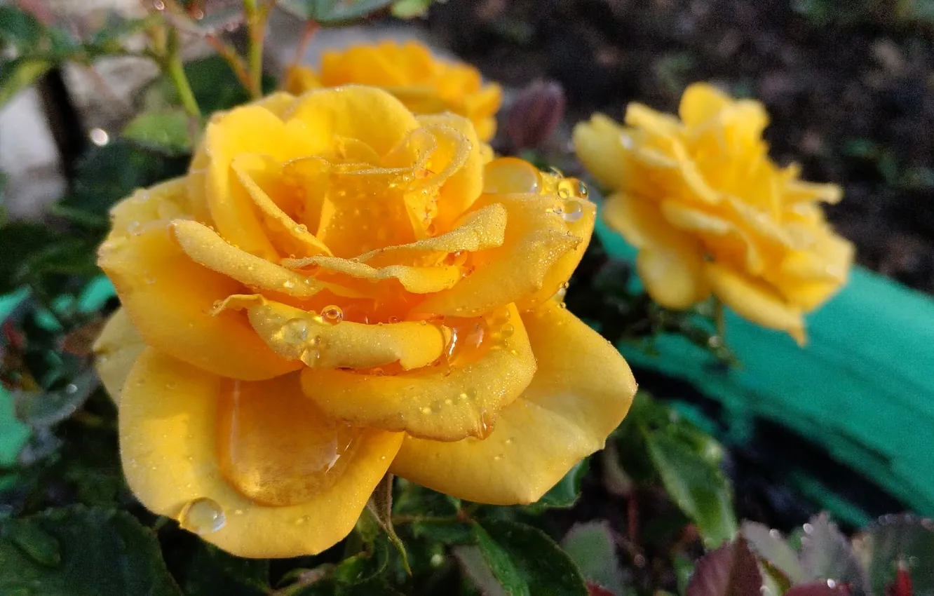 Photo wallpaper summer, yellow, Rosa, roses, morning