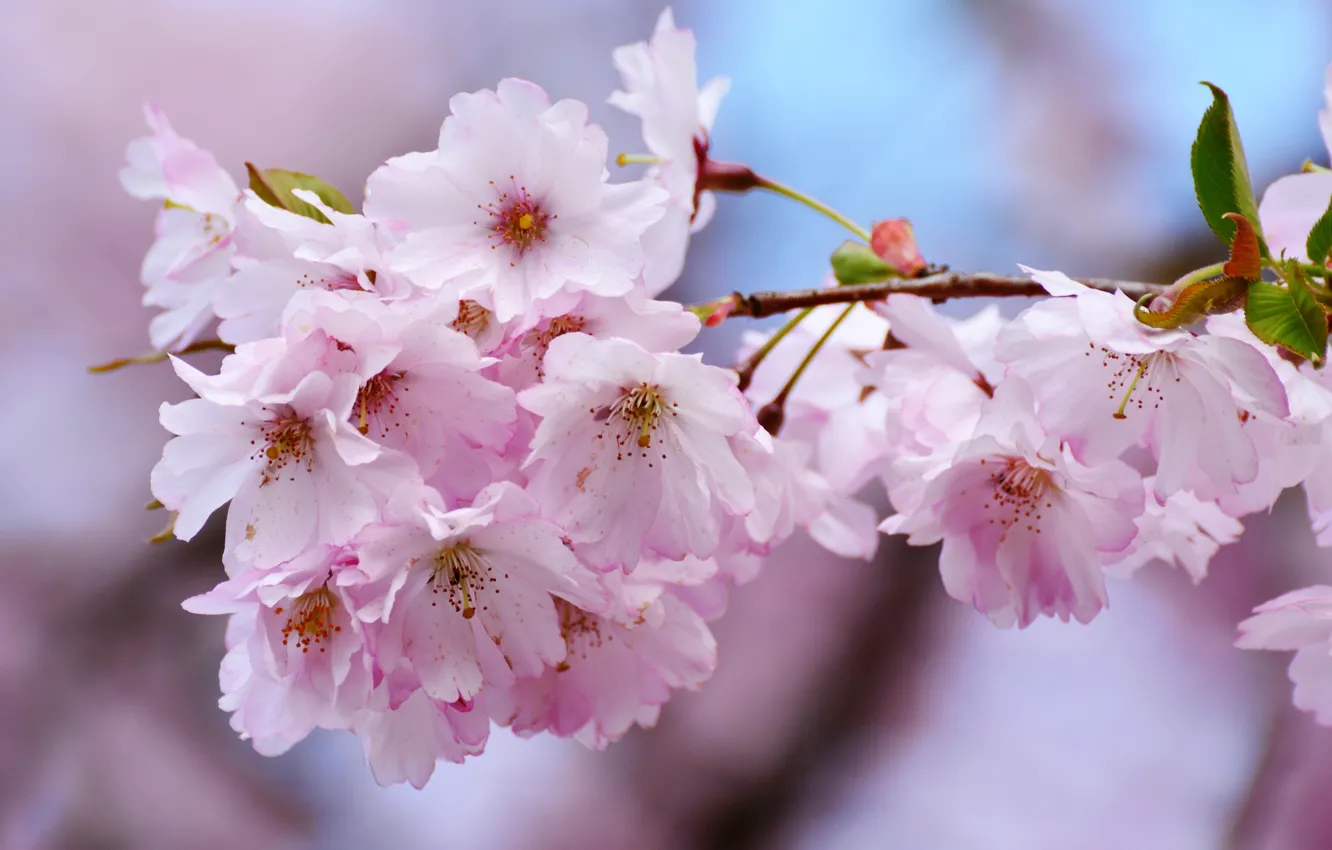 Photo wallpaper macro, cherry, spring, Sakura