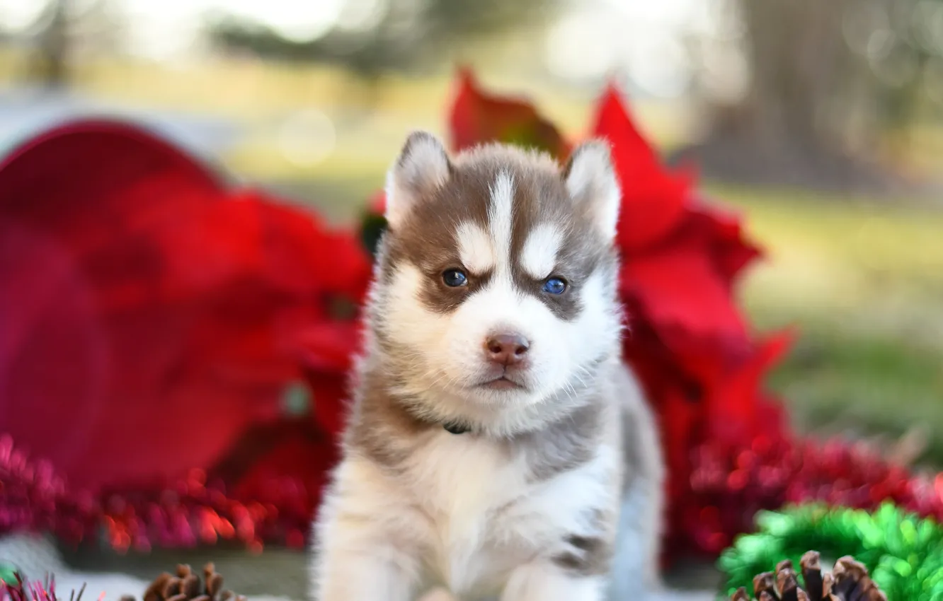 Photo wallpaper pose, background, dog, blur, baby, puppy, fabric, face
