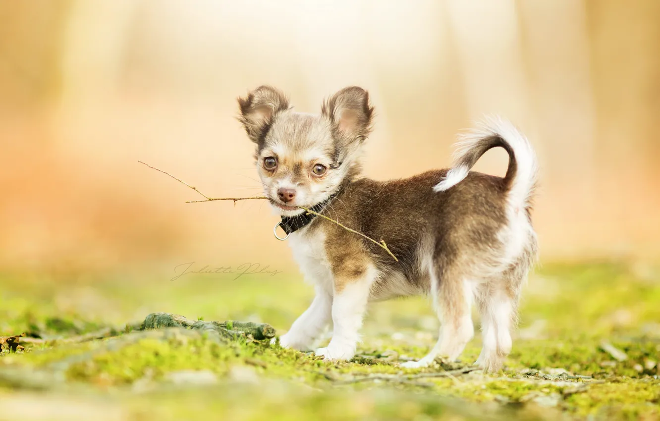 Photo wallpaper branches, dog, puppy