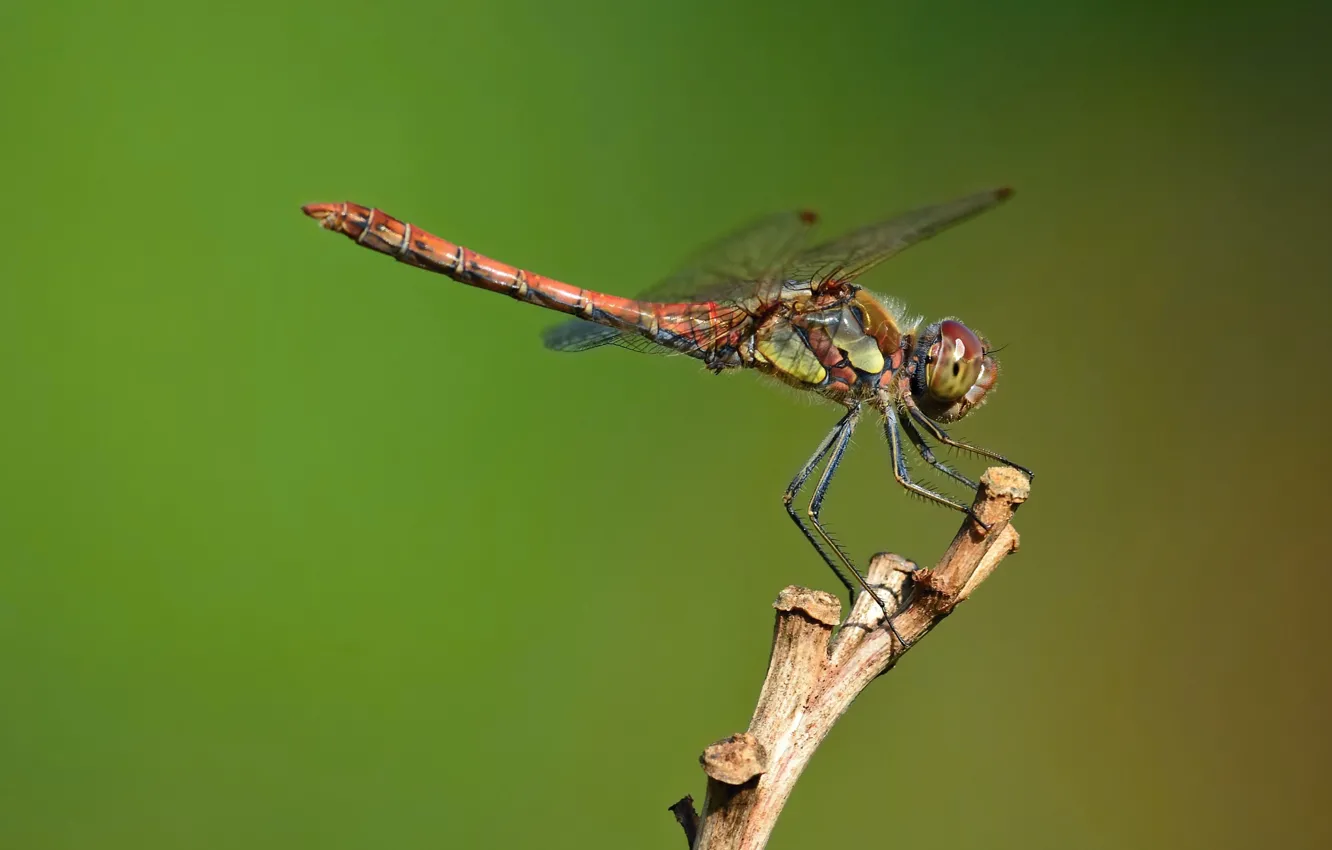 Photo wallpaper dragonfly, dragonfly-kamenushka, shebroke