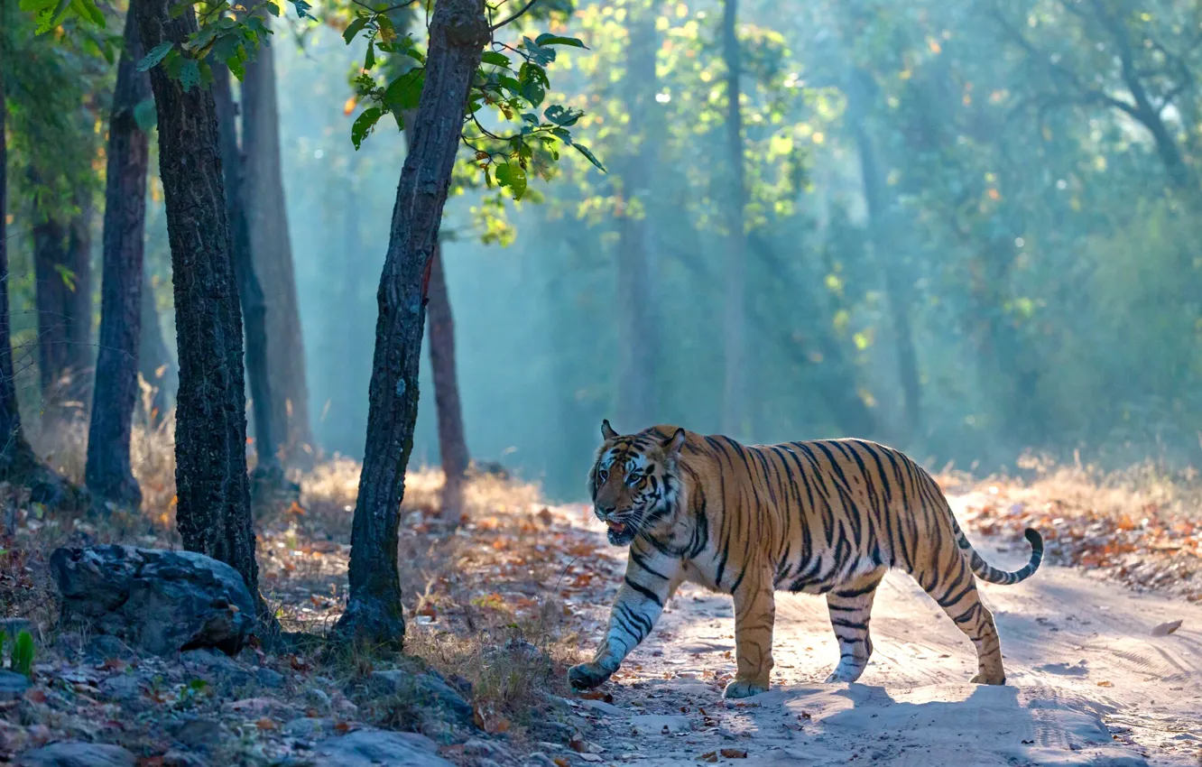 Photo wallpaper forest, tiger, fog, walk