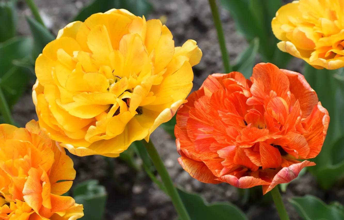 Photo wallpaper flowers, yellow, tulips, orange