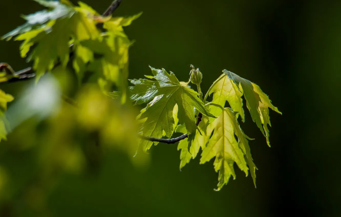 Photo wallpaper nature, spring, maple, It comes alive