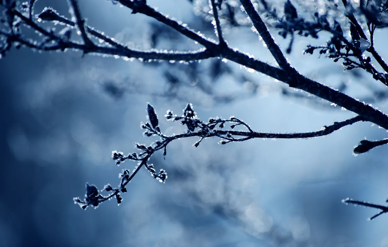 Photo wallpaper cold, winter, frost, snow, nature, sprig, branch, frost
