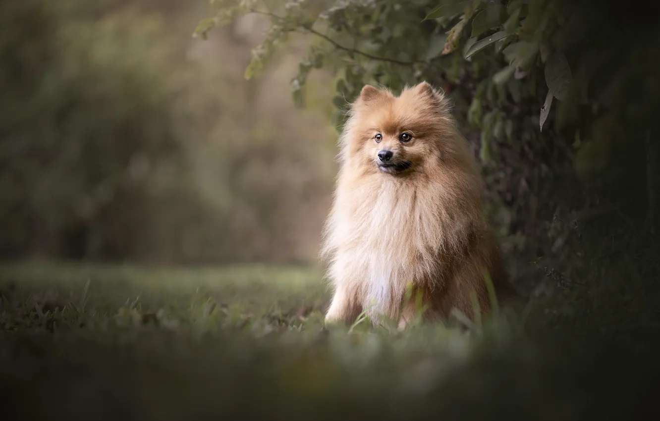 Photo wallpaper look, nature, pose, dog, face