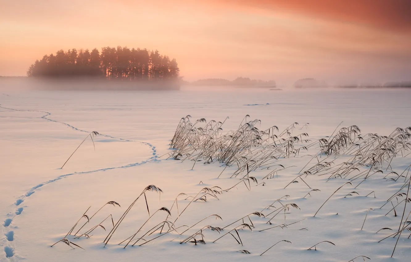 Photo wallpaper winter, snow, sunset, fog