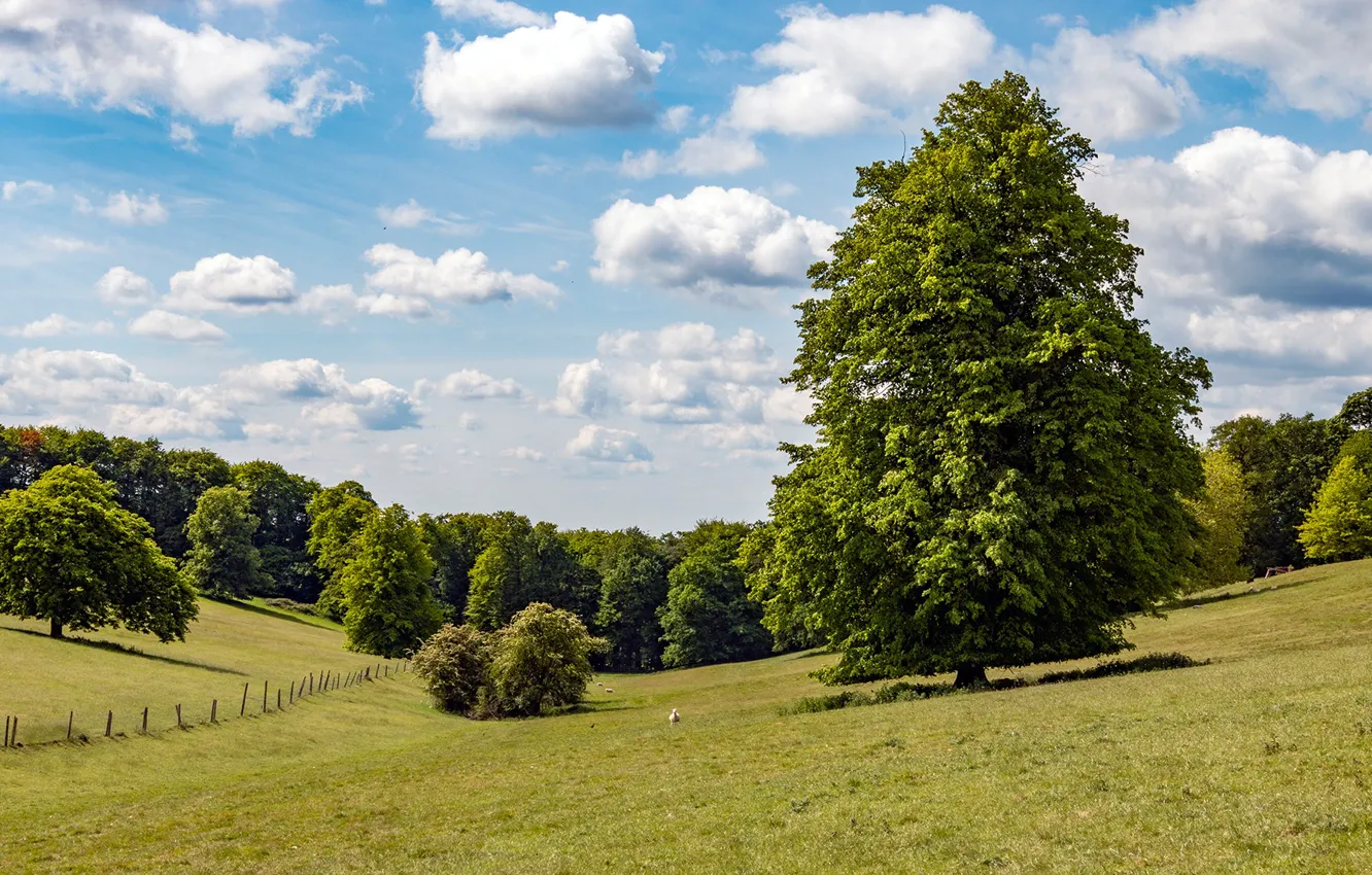 Photo wallpaper greens, the sky, the sun, clouds, trees, field, England, meadows