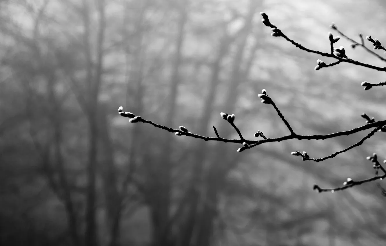 Photo wallpaper branches, spring, b/W, kidney
