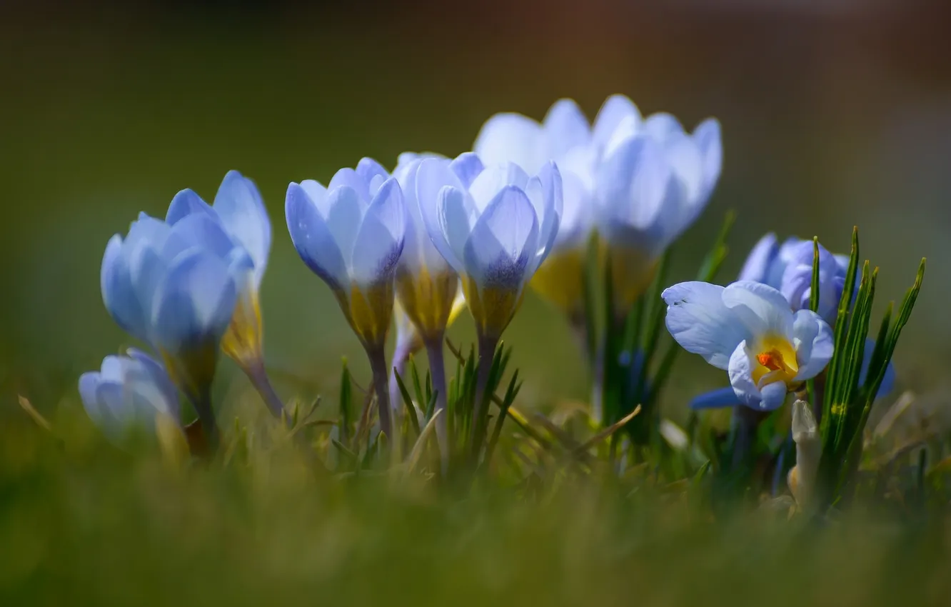 Photo wallpaper blue, spring, crocuses, saffron