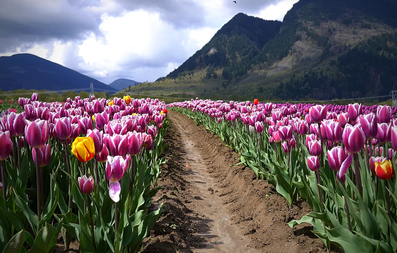 Photo wallpaper field, landscape, mountains, tulips