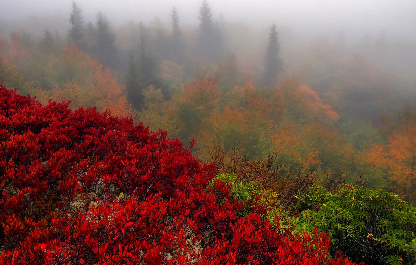 Photo wallpaper autumn, trees, nature, fog