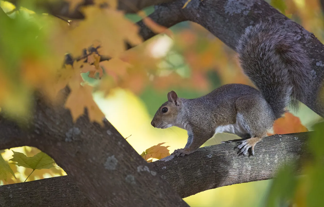 Photo wallpaper autumn, trees, branches, pose, grey, foliage, protein, tail