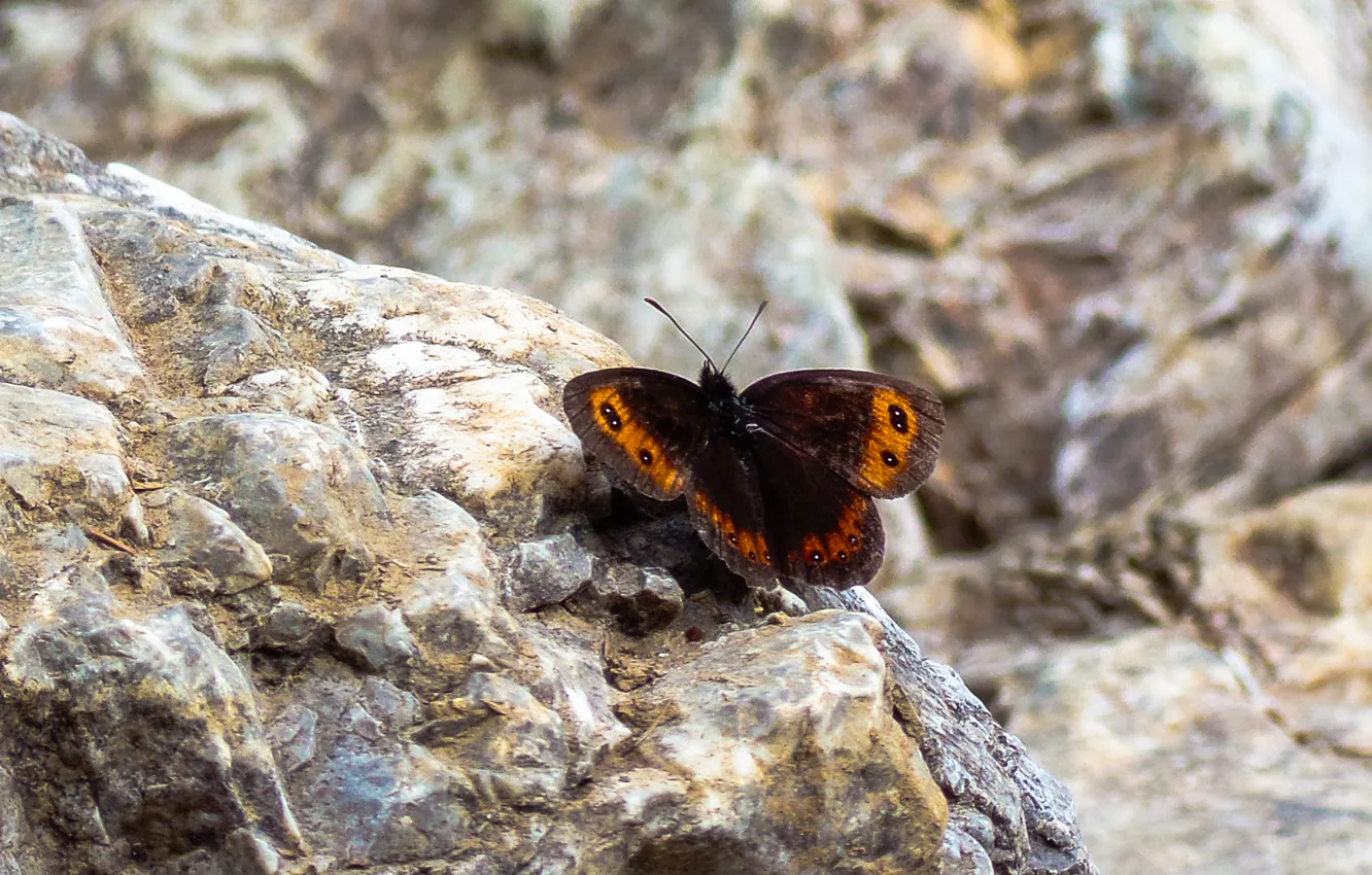 Photo wallpaper nature, butterfly, rocks, insect