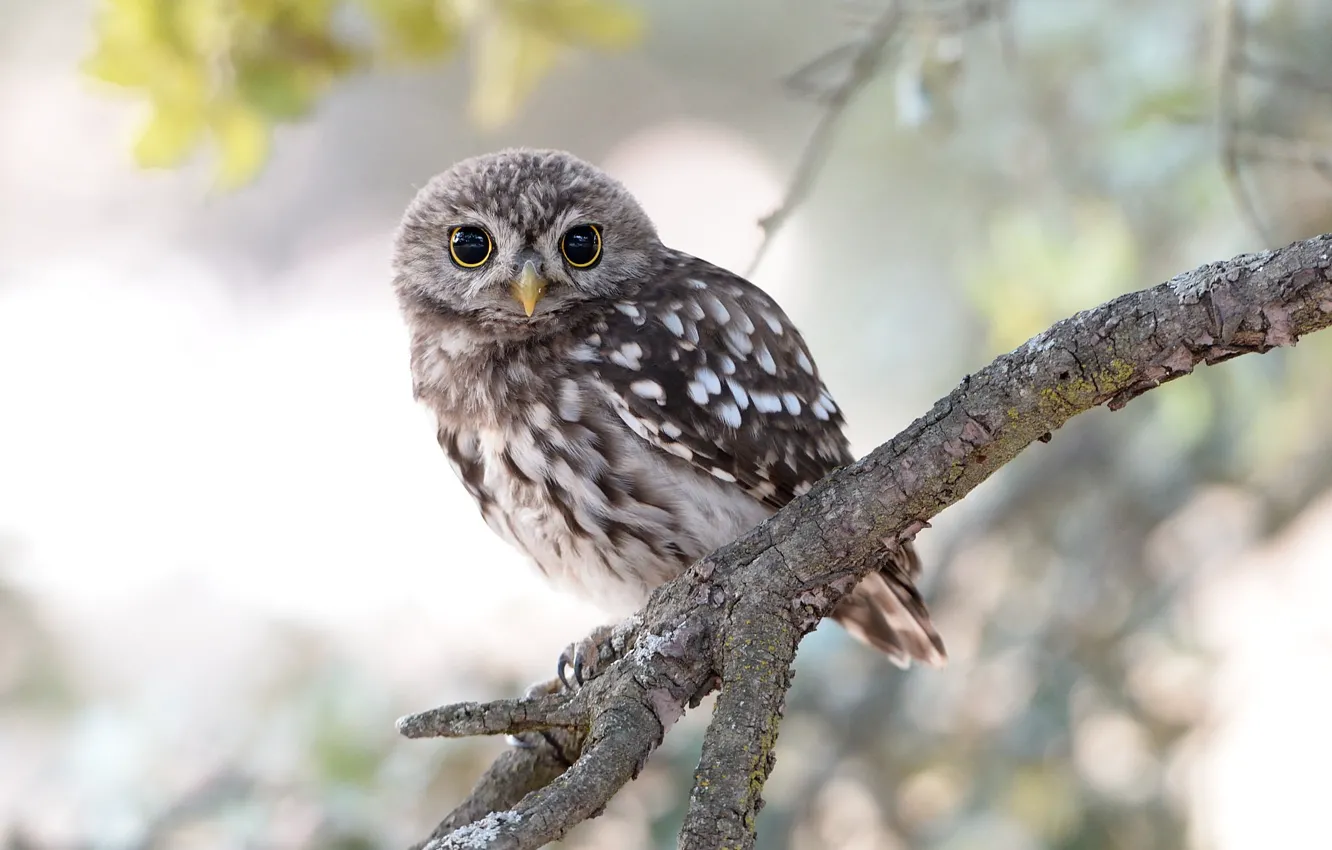 Photo wallpaper owl, bird, branch, little owl